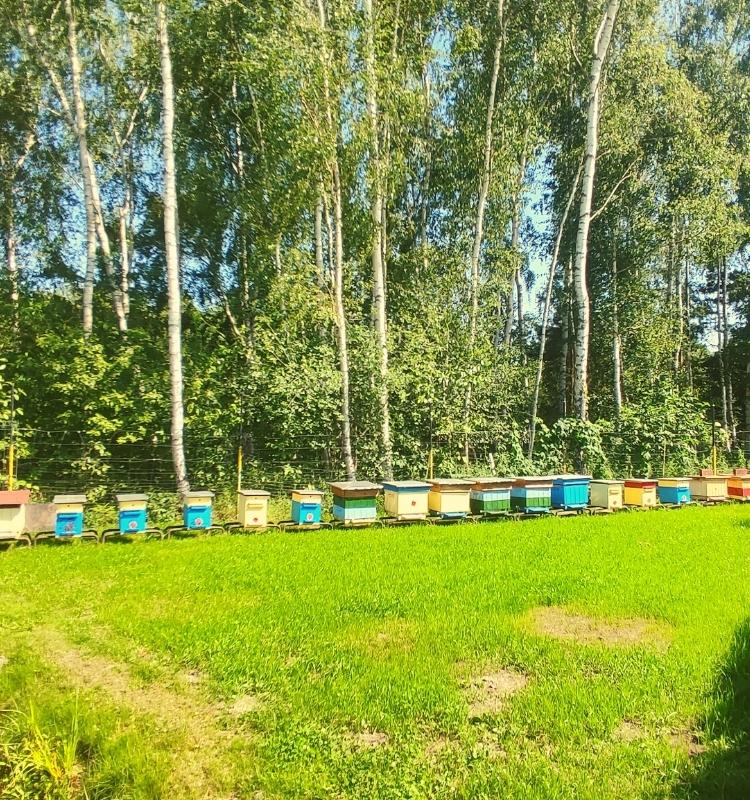 Ule na łonie natury z daleka w Brzeźno, Konin