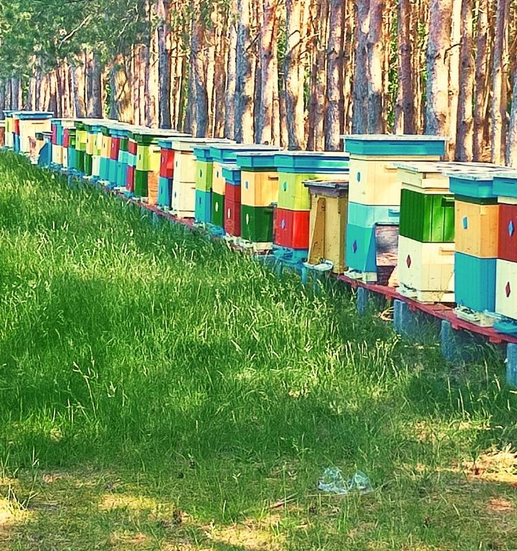Pasieka w Kolnie okolice Konina