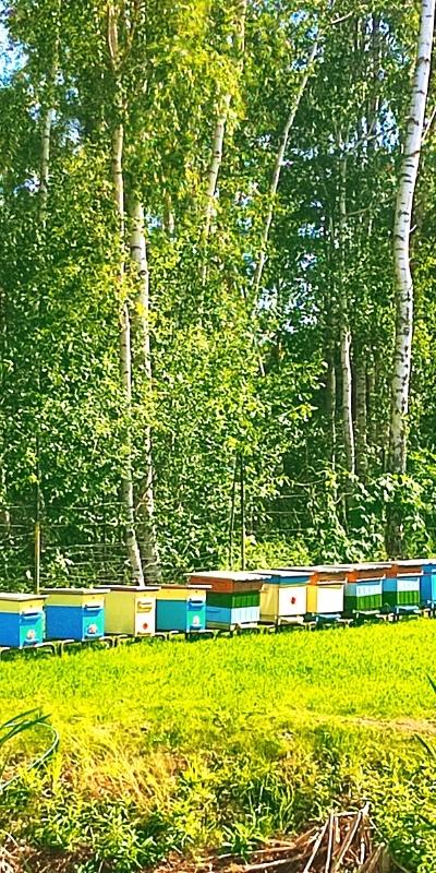Rozlewnia miodu i widok na zarejestrowaną Pasieke w Koninie